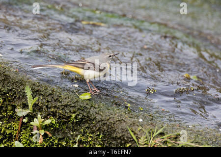 Bergeronnette, Motacilla cinerea, Montgomeryshire Canal, Pays de Galles, Royaume-Uni Banque D'Images