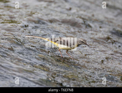 Bergeronnette, Motacilla cinerea, Montgomeryshire Canal, Pays de Galles, Royaume-Uni Banque D'Images