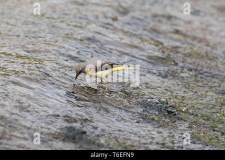 Bergeronnette, Motacilla cinerea, Montgomeryshire Canal, Pays de Galles, Royaume-Uni Banque D'Images