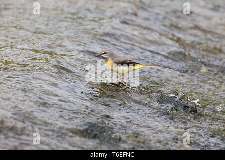 Bergeronnette, Motacilla cinerea, Montgomeryshire Canal, Pays de Galles, Royaume-Uni Banque D'Images