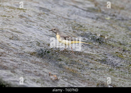 Bergeronnette, Motacilla cinerea, Montgomeryshire Canal, Pays de Galles, Royaume-Uni Banque D'Images