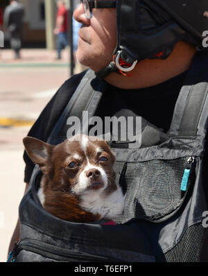 Un homme avec son chien dans son chien transporteur poitrine chevauche son scooter à Santa Fe, Nouveau Mexique USA Banque D'Images