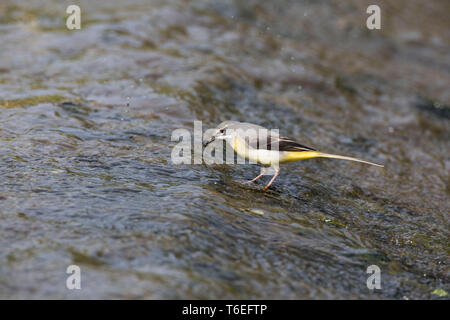 Bergeronnette, Motacilla cinerea, Montgomeryshire Canal, Pays de Galles, Royaume-Uni Banque D'Images