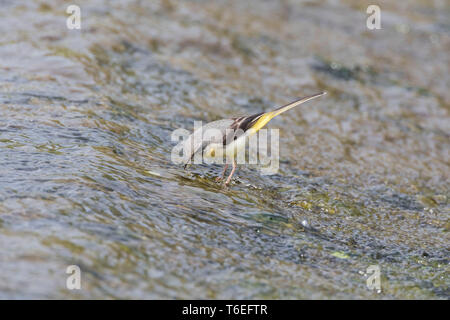 Bergeronnette, Motacilla cinerea, Montgomeryshire Canal, Pays de Galles, Royaume-Uni Banque D'Images