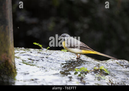 Bergeronnette, Motacilla cinerea, Montgomeryshire Canal, Pays de Galles, Royaume-Uni Banque D'Images