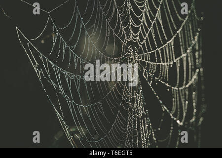 Spider web avec des gouttes de rosée sur l'arrière-plan flou gros plan extrême Banque D'Images