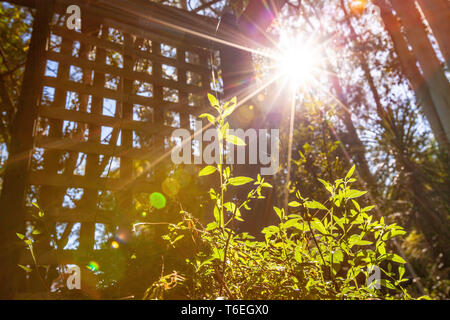 La lumière du soleil avec des reflets brillant sur green sprout - concept de la photosynthèse et de l'énergie propre Banque D'Images