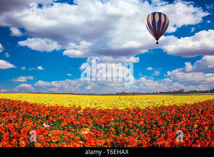 Les champs en fleurs Banque D'Images