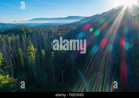 Soleil brillant avec des reflets plus grande forêt d'eucalyptus et de montagnes - vue aérienne Banque D'Images