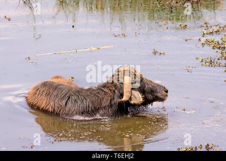 Buffle égyptien repose dans l'eau de bassin au cours moyen du jour Banque D'Images