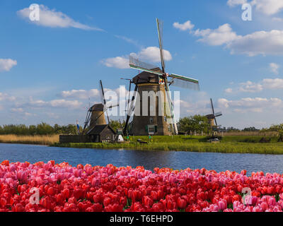 Les moulins à vent et des fleurs en Pays-Bas Banque D'Images