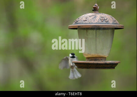 Nuthatches blanches perchées dans un mangeoire à oiseaux Banque D'Images