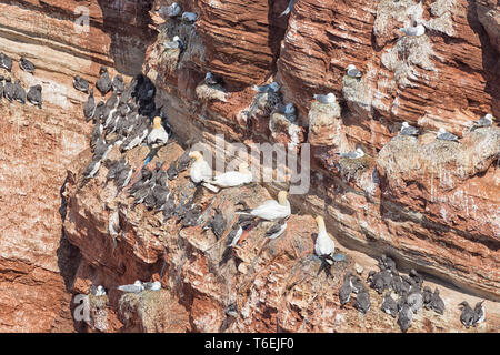 Fous de Bassan et les guillemots à la couvaison des falaises rouges de Helgoland Banque D'Images