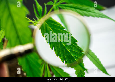 Personne a l'air à l'usine de marijuana médicale avec la loupe. Plante de cannabis culture extérieure de macro shot Banque D'Images