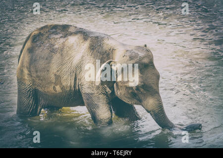 Baignade dans une rivière d'éléphants Banque D'Images