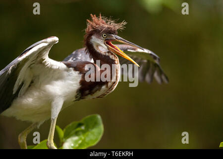 Bébé oiseau Aigrette tricolore Egretta tricolor dans un arbre Banque D'Images