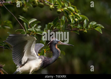 Des profils Aigrette tricolore Egretta tricolor d'oiseaux dans un arbre Banque D'Images