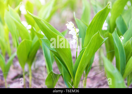 Fleurs blanches du muguet dans la forêt Banque D'Images