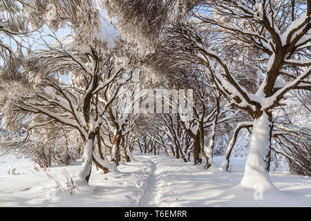 Parc d'hiver à Moscou Banque D'Images