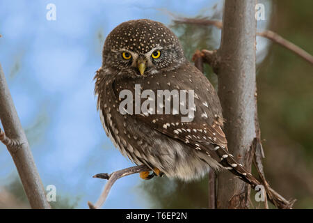 Amérique du Nord ; United States ; Montana ; faune ; oiseaux ; ; prédateurs ; la Chouette naine Glaucidium gnoma Banque D'Images