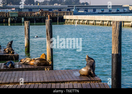 Lion de mer de Californie à San Francisco, Californie Banque D'Images