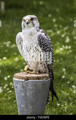 Le Faucon gerfaut (Falco rusticolus) Banque D'Images