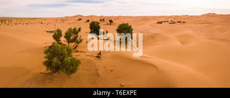 Panorama aérien d'arbres en désert du Sahara Banque D'Images