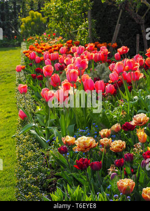 Image Portrait de Chenies Manor Gardens frontière tulipe ensoleillée en avril, Chenies, Buckinghamshire, encadré par trellis frais vert gazon. Banque D'Images