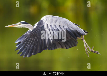 Héron cendré (Ardea cinerea) Banque D'Images