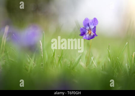 Violet parfumé, Viola odorata, gros plan Banque D'Images