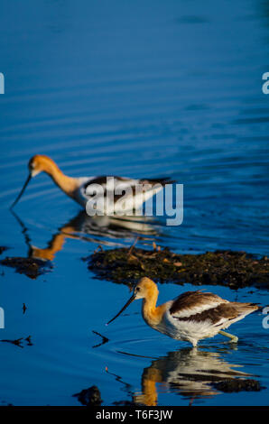 Avocettes Recurvirostra americana (américain) d'une pataugeoire pour les insectes aquatiques/crustacés près de la rive de l'étang, Aurora Colorado nous. Photo prise en juillet. Banque D'Images