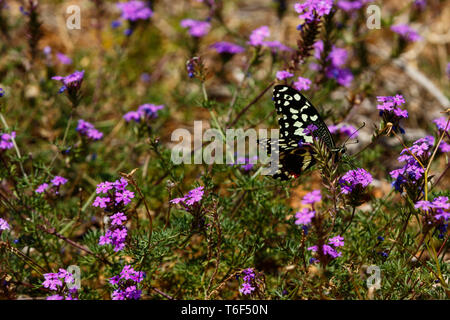 Papillon noir et blanc assis sur les fleurs violettes Banque D'Images