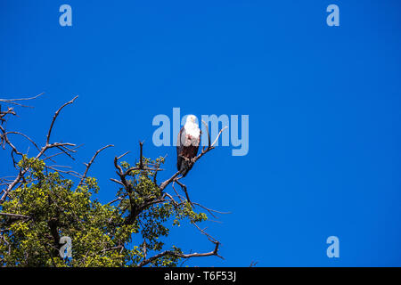 African fish eagle sur la branche d'un arbre Banque D'Images