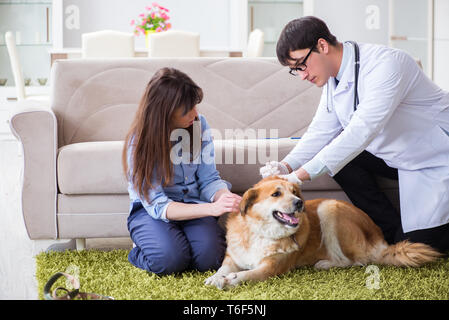 Médecin vétérinaire visiter golden retriever dog à la maison Banque D'Images