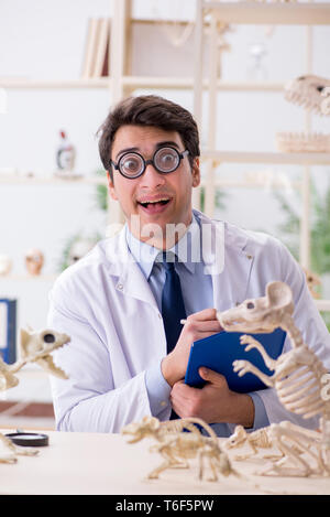 Le professeur fou drôle l'étude de squelettes d'animaux Banque D'Images