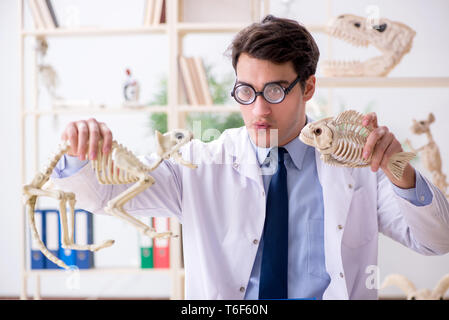 Le professeur fou drôle l'étude de squelettes d'animaux Banque D'Images