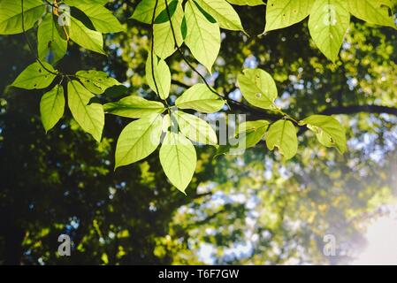 La lumière du soleil qui brillait à travers les feuilles vertes Banque D'Images
