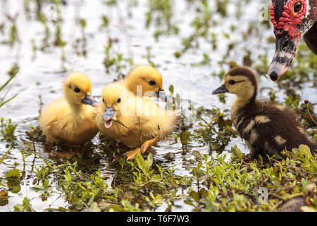 Bébé canetons de Barbarie Cairina moschata troupeau Banque D'Images