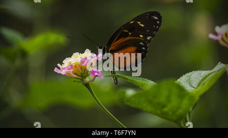 Papillon Heliconius Doris Banque D'Images