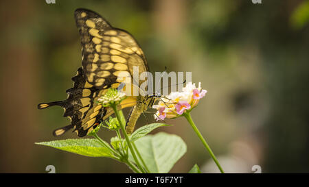 Le roi Swallowtail Butterfly Banque D'Images