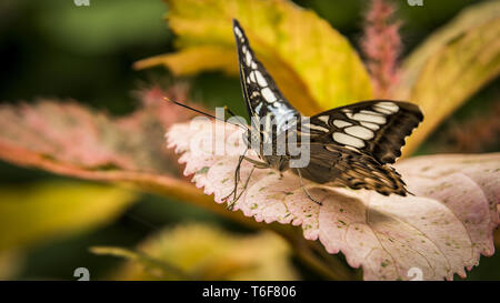 Rayures de tigre papillon longwing Banque D'Images