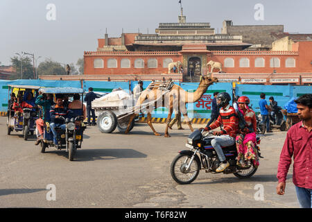 Jaipur, Inde - Février 01, 2019 : chariot de chameau sur city road à Jaipur. Rajasthan Banque D'Images