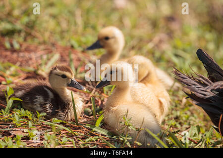 Bebe Canard De Barbarie Photo Stock Alamy