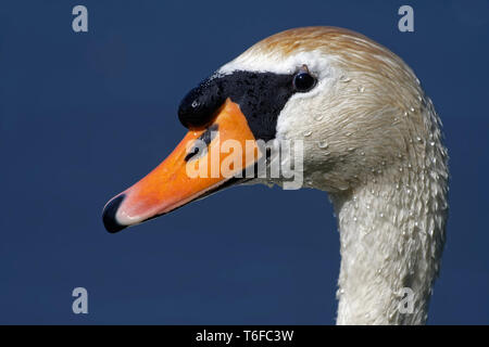 Cygne tuberculé Banque D'Images