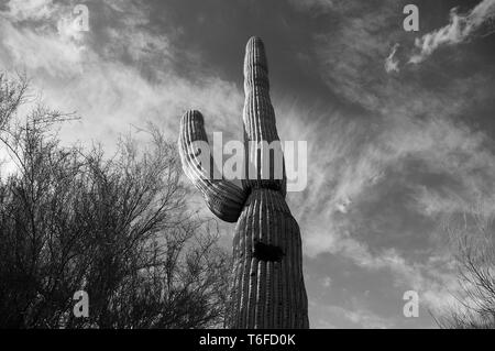 Cactus et Mesquite Banque D'Images