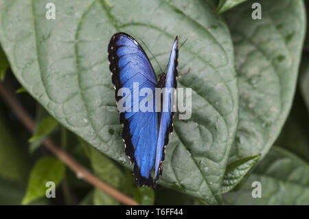 Morpho bleu, Morpho granadensis assis sur une feuille. Banque D'Images