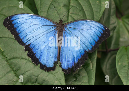 Morpho bleu, Morpho granadensis assis sur une feuille. Banque D'Images