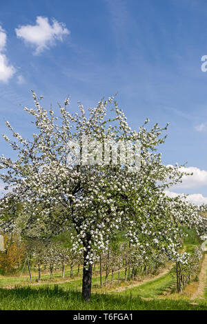Blossoming apple tree Banque D'Images