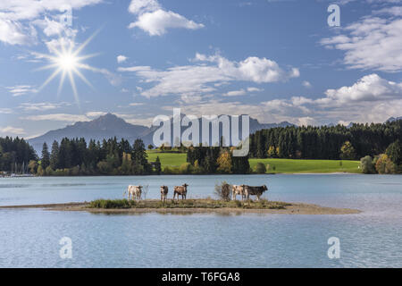 Troupeau de vaches sur l'île dans le lac Forggensee en Bavière Banque D'Images