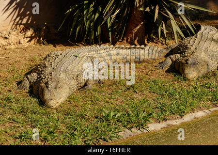 Les crocodiles fixant ensemble sur l'herbe Banque D'Images